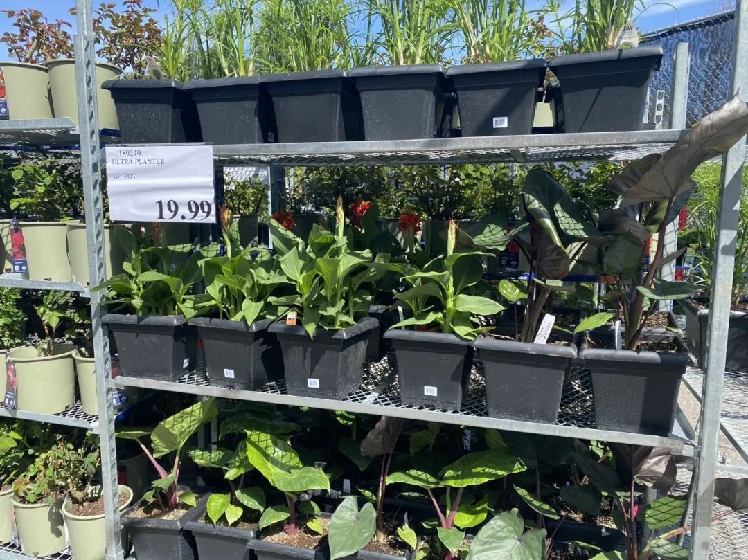 【Costco苗圃实拍】蔬菜盲盒的惊喜：种瓜得豆，种豆得瓜，