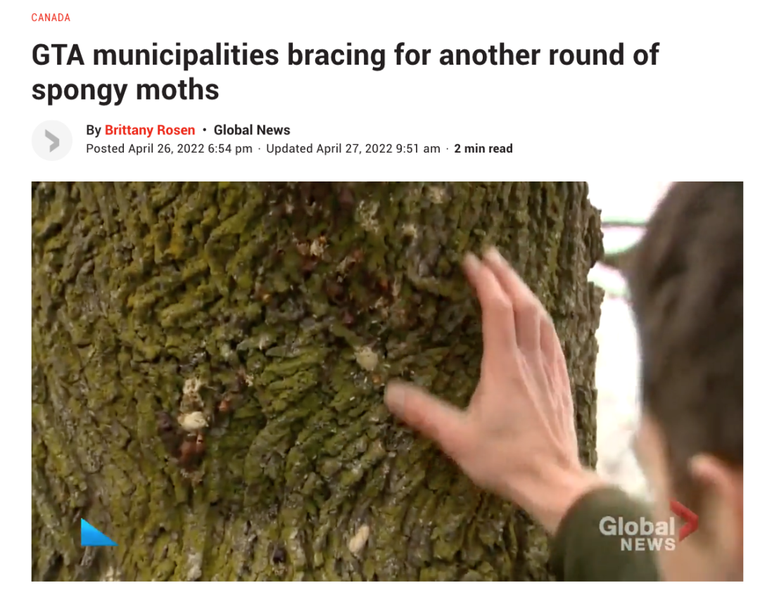 差点原地去世!多伦多今年不撒药了:避免毛毛虫爆发要怎么做? 差点原地去世!多伦多今年不撒药了:避免毛毛虫爆发要怎么做?