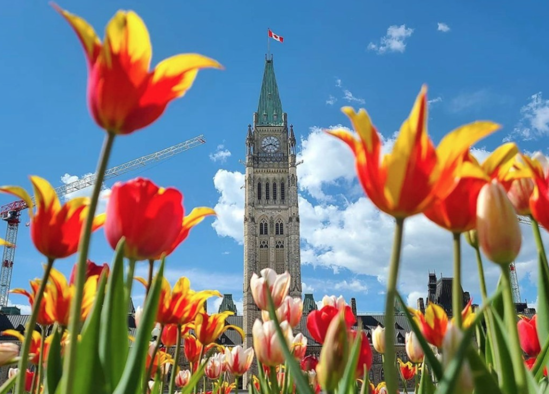 如果一年一定要一趟渥太华，那就5月去！那里的郁金香太美了~