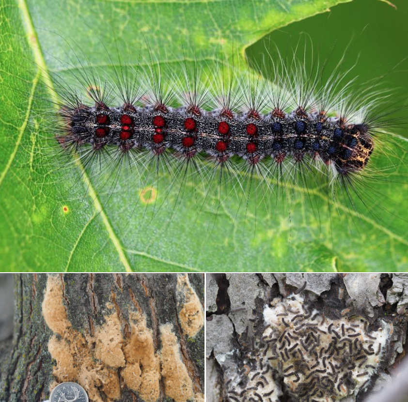 差点原地去世!多伦多今年不撒药了:避免毛毛虫爆发要怎么做? 差点原地去世!多伦多今年不撒药了:避免毛毛虫爆发要怎么做?