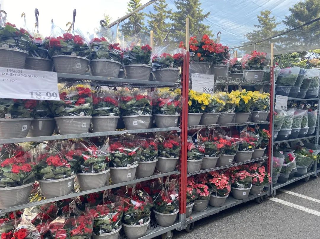 【Costco苗圃实拍】蔬菜盲盒的惊喜：种瓜得豆，种豆得瓜，