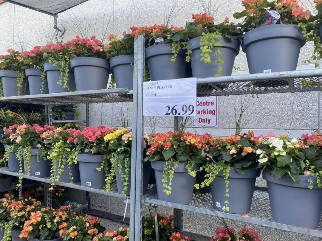 【Costco苗圃实拍】蔬菜盲盒的惊喜：种瓜得豆，种豆得瓜，