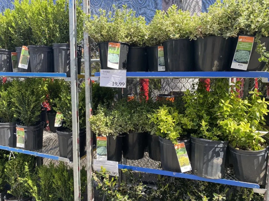 【Costco苗圃实拍】蔬菜盲盒的惊喜：种瓜得豆，种豆得瓜，