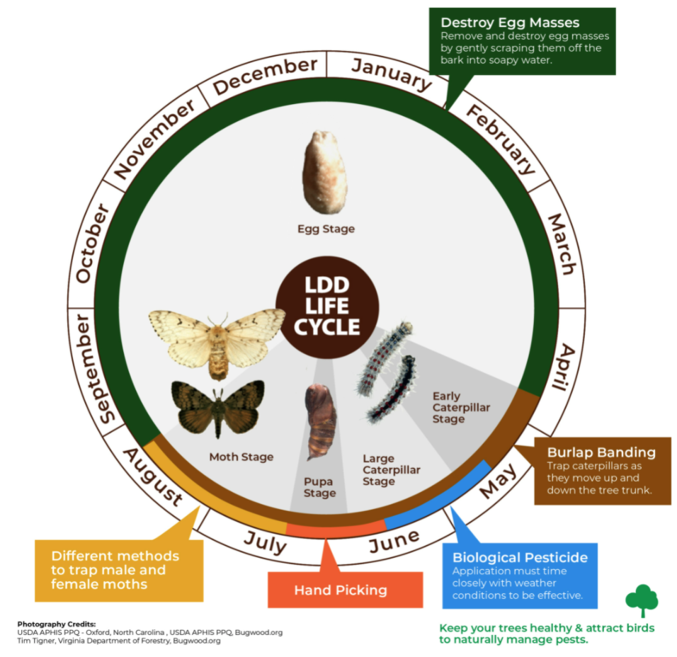 差点原地去世!多伦多今年不撒药了:避免毛毛虫爆发要怎么做? 差点原地去世!多伦多今年不撒药了:避免毛毛虫爆发要怎么做?