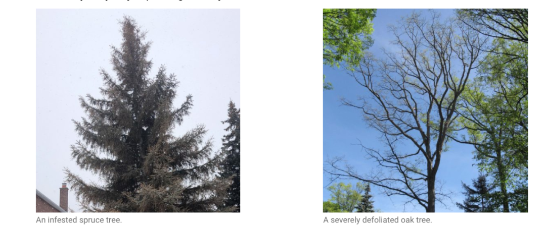 差点原地去世!多伦多今年不撒药了:避免毛毛虫爆发要怎么做? 差点原地去世!多伦多今年不撒药了:避免毛毛虫爆发要怎么做?