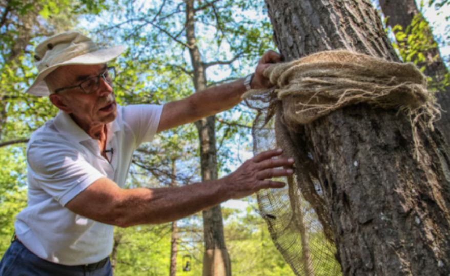 差点原地去世!多伦多今年不撒药了:避免毛毛虫爆发要怎么做? 差点原地去世!多伦多今年不撒药了:避免毛毛虫爆发要怎么做?