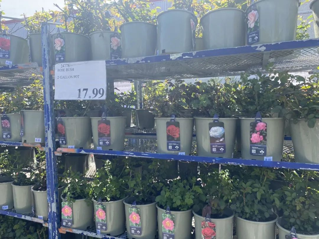 【Costco苗圃实拍】蔬菜盲盒的惊喜：种瓜得豆，种豆得瓜，