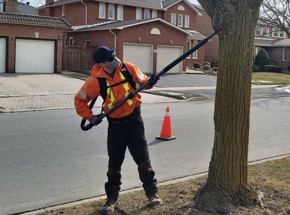 差点原地去世!多伦多今年不撒药了:避免毛毛虫爆发要怎么做? 差点原地去世!多伦多今年不撒药了:避免毛毛虫爆发要怎么做?