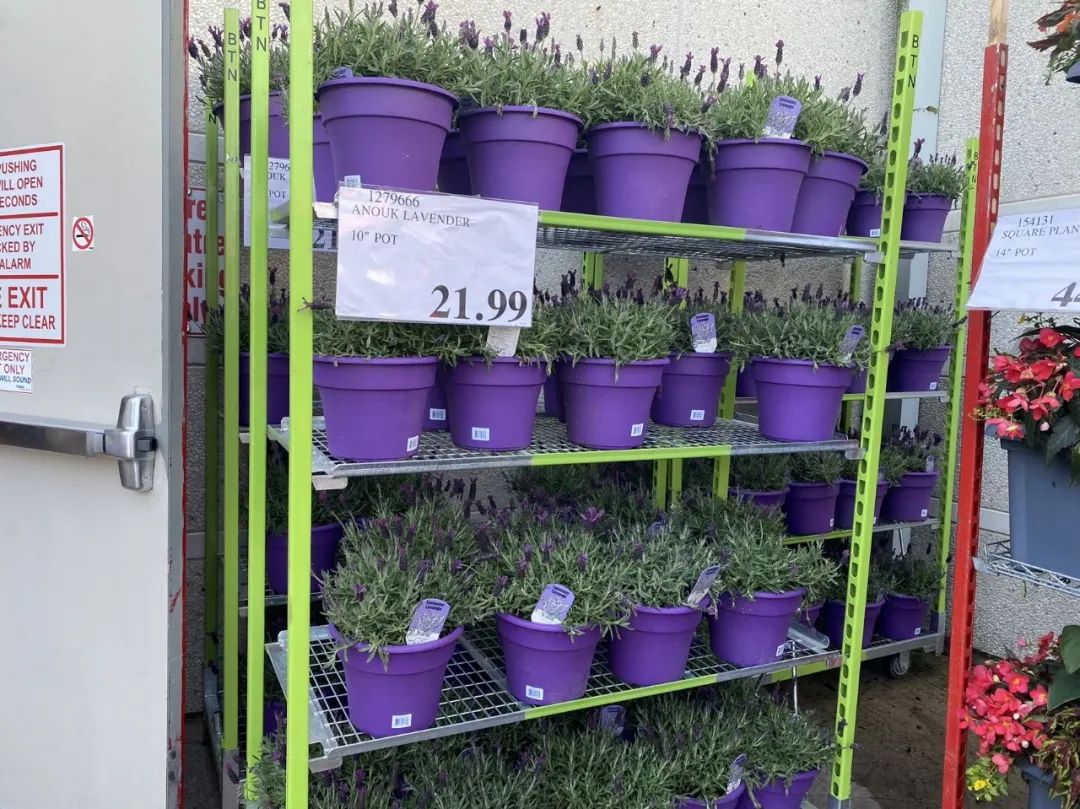 【Costco苗圃实拍】蔬菜盲盒的惊喜：种瓜得豆，种豆得瓜，