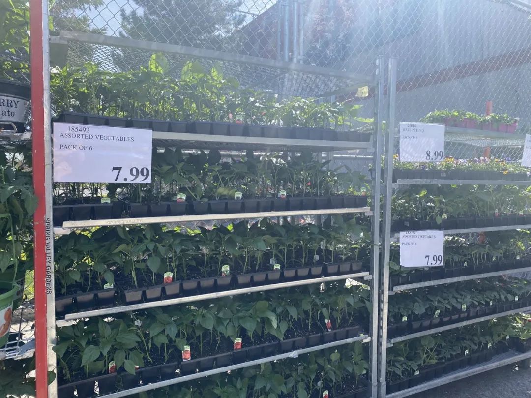 【Costco苗圃实拍】蔬菜盲盒的惊喜：种瓜得豆，种豆得瓜，