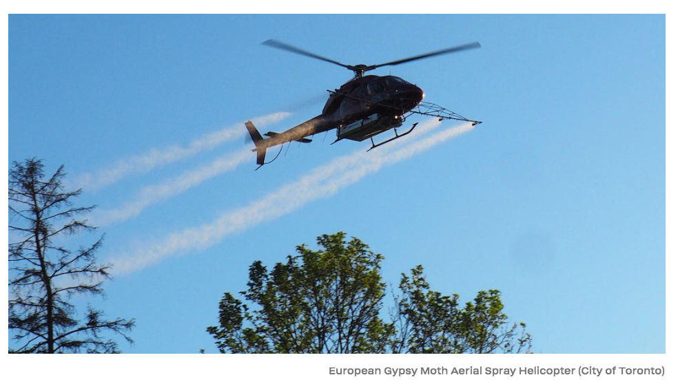 差点原地去世!多伦多今年不撒药了:避免毛毛虫爆发要怎么做? 差点原地去世!多伦多今年不撒药了:避免毛毛虫爆发要怎么做?