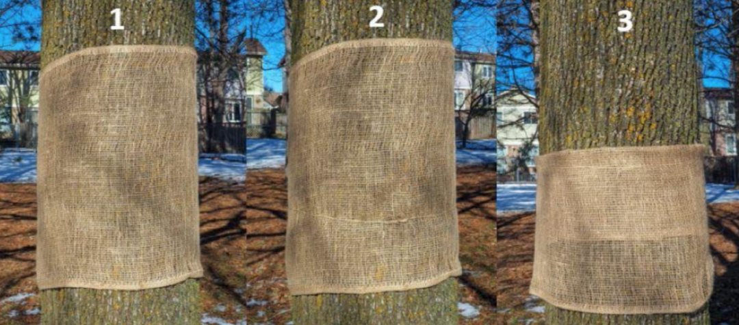 差点原地去世!多伦多今年不撒药了:避免毛毛虫爆发要怎么做? 差点原地去世!多伦多今年不撒药了:避免毛毛虫爆发要怎么做?