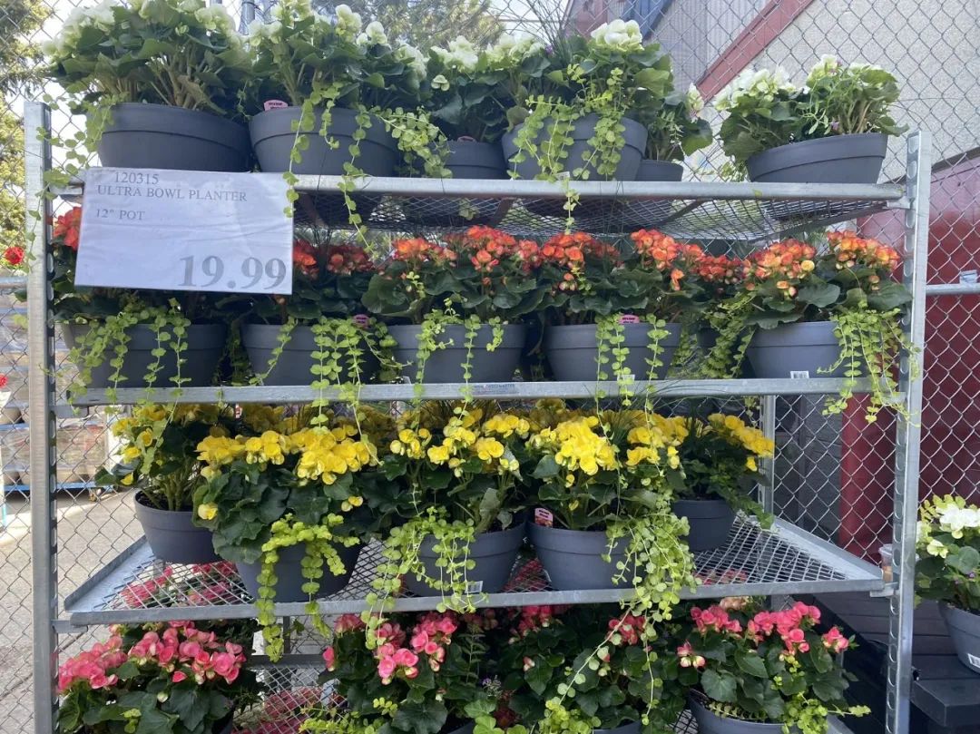 【Costco苗圃实拍】蔬菜盲盒的惊喜：种瓜得豆，种豆得瓜，