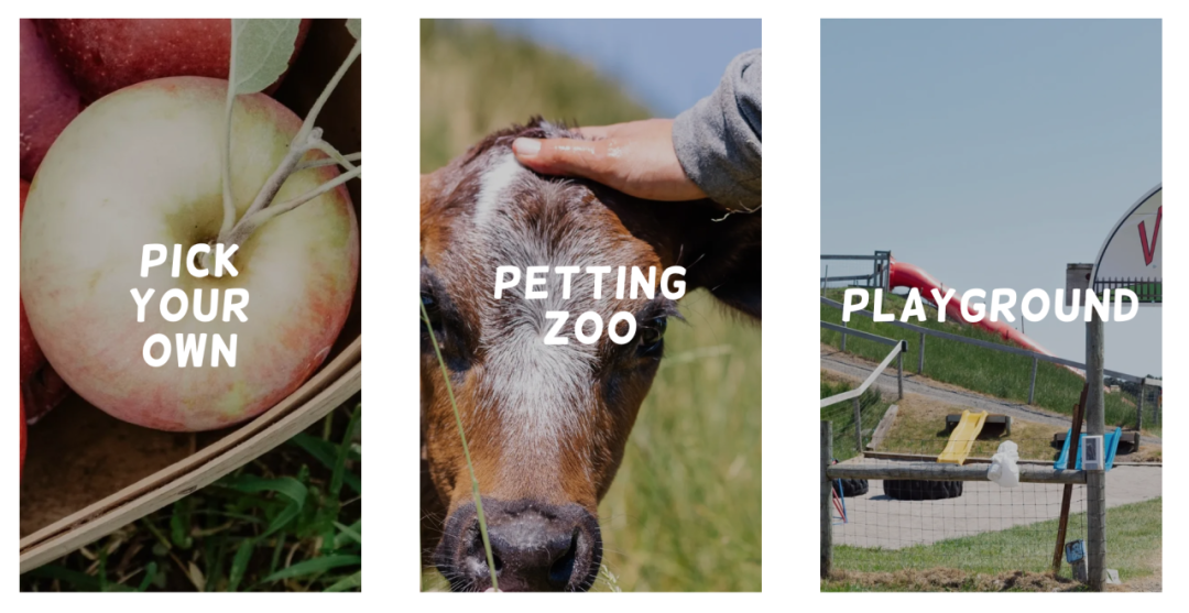 被草莓硬控的6月!盘一盘多伦多摘草莓农场:这谁还分得清是草莓园还是游乐场? 被草莓硬控的6月!盘一盘多伦多摘草莓农场:这谁还分得清是草莓园还是游乐场?