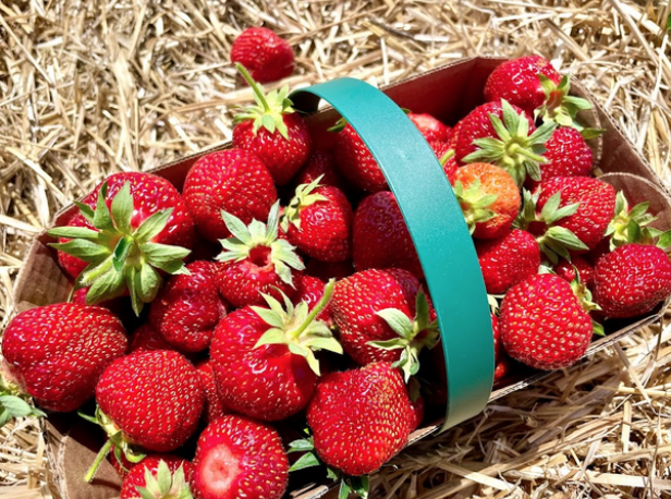 被草莓硬控的6月!盘一盘多伦多摘草莓农场:这谁还分得清是草莓园还是游乐场? 被草莓硬控的6月!盘一盘多伦多摘草莓农场:这谁还分得清是草莓园还是游乐场?