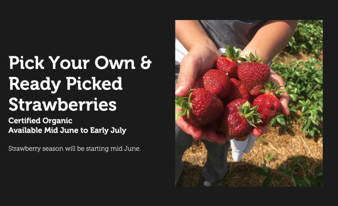 被草莓硬控的6月!盘一盘多伦多摘草莓农场:这谁还分得清是草莓园还是游乐场? 被草莓硬控的6月!盘一盘多伦多摘草莓农场:这谁还分得清是草莓园还是游乐场?