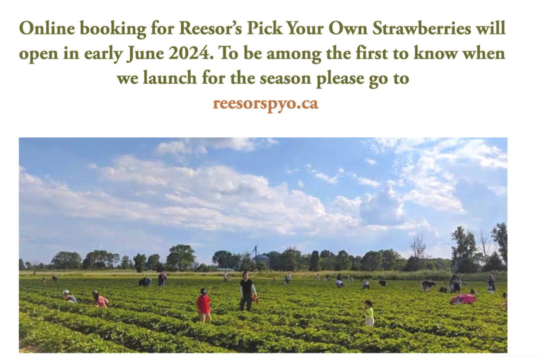 被草莓硬控的6月!盘一盘多伦多摘草莓农场:这谁还分得清是草莓园还是游乐场? 被草莓硬控的6月!盘一盘多伦多摘草莓农场:这谁还分得清是草莓园还是游乐场?