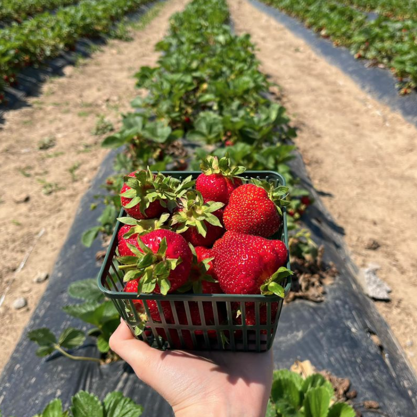 被草莓硬控的6月!盘一盘多伦多摘草莓农场:这谁还分得清是草莓园还是游乐场? 被草莓硬控的6月!盘一盘多伦多摘草莓农场:这谁还分得清是草莓园还是游乐场?