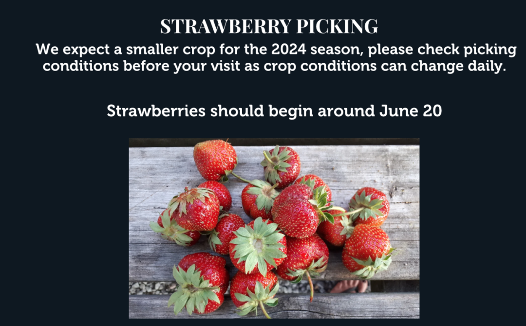 被草莓硬控的6月!盘一盘多伦多摘草莓农场:这谁还分得清是草莓园还是游乐场? 被草莓硬控的6月!盘一盘多伦多摘草莓农场:这谁还分得清是草莓园还是游乐场?