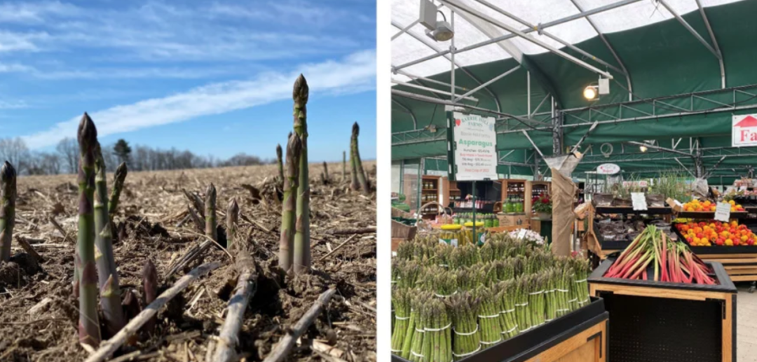 被草莓硬控的6月!盘一盘多伦多摘草莓农场:这谁还分得清是草莓园还是游乐场? 被草莓硬控的6月!盘一盘多伦多摘草莓农场:这谁还分得清是草莓园还是游乐场?