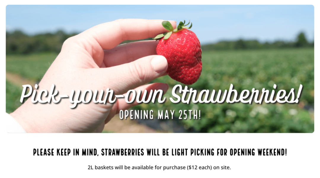 被草莓硬控的6月!盘一盘多伦多摘草莓农场:这谁还分得清是草莓园还是游乐场? 被草莓硬控的6月!盘一盘多伦多摘草莓农场:这谁还分得清是草莓园还是游乐场?