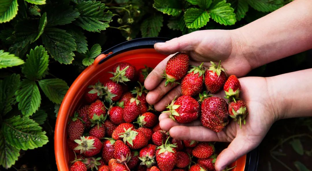 被草莓硬控的6月!盘一盘多伦多摘草莓农场:这谁还分得清是草莓园还是游乐场? 被草莓硬控的6月!盘一盘多伦多摘草莓农场:这谁还分得清是草莓园还是游乐场?