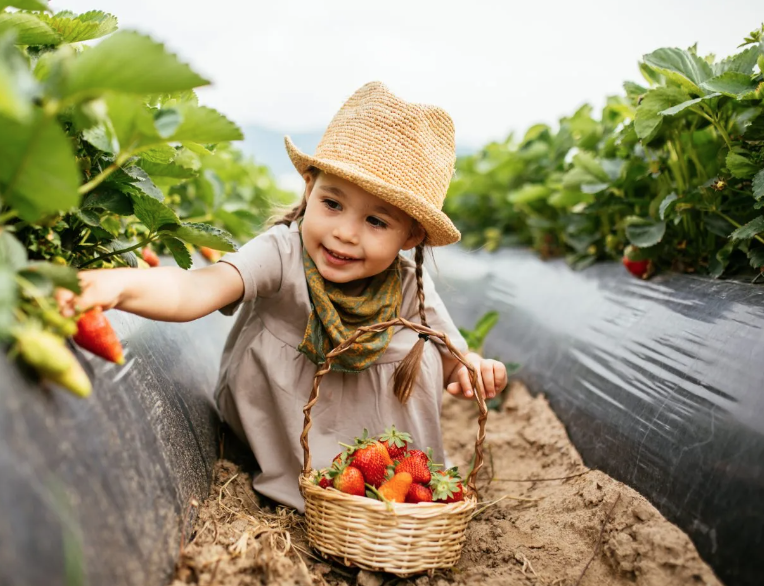 被草莓硬控的6月!盘一盘多伦多摘草莓农场:这谁还分得清是草莓园还是游乐场? 被草莓硬控的6月!盘一盘多伦多摘草莓农场:这谁还分得清是草莓园还是游乐场?