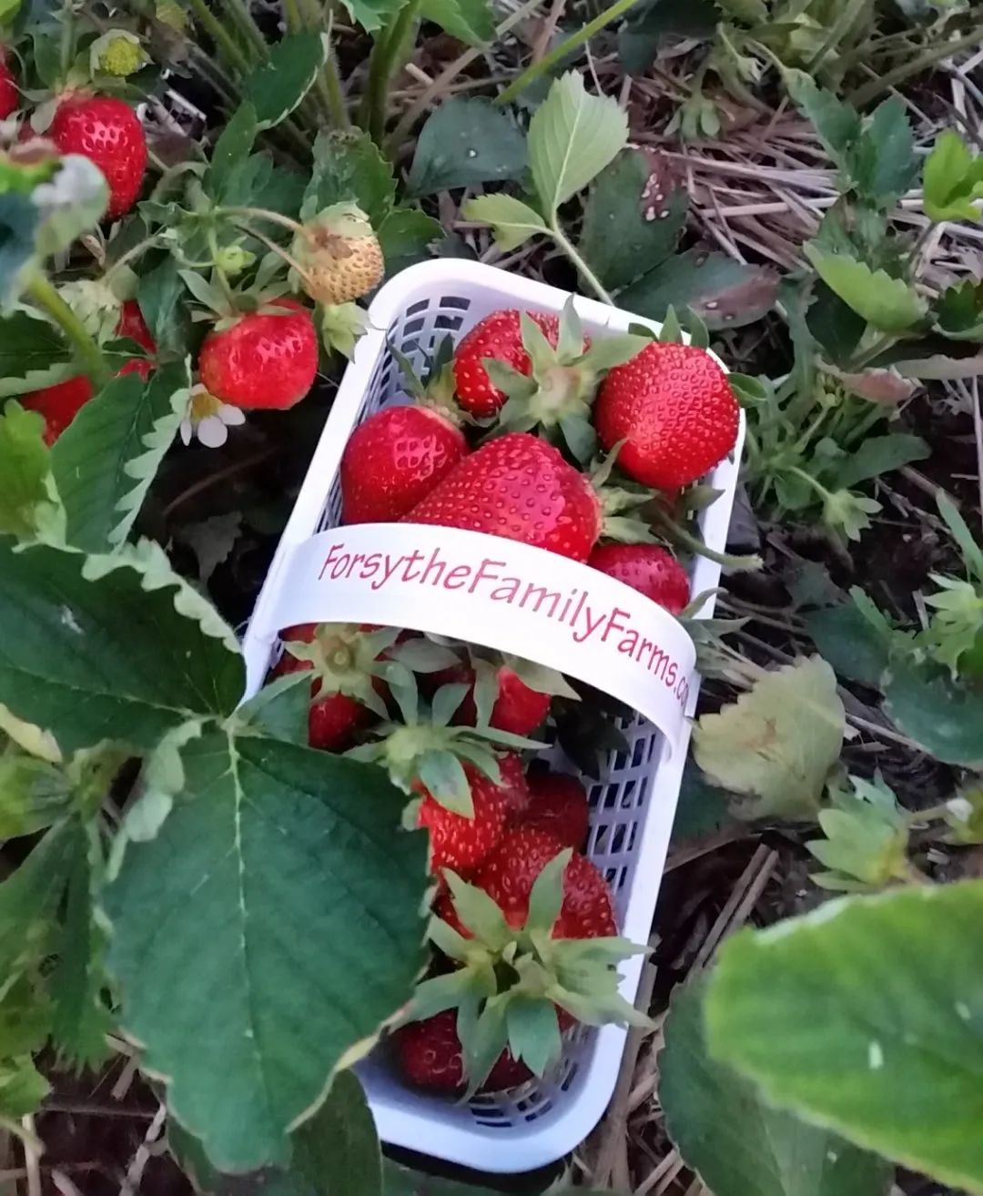 被草莓硬控的6月!盘一盘多伦多摘草莓农场:这谁还分得清是草莓园还是游乐场? 被草莓硬控的6月!盘一盘多伦多摘草莓农场:这谁还分得清是草莓园还是游乐场?