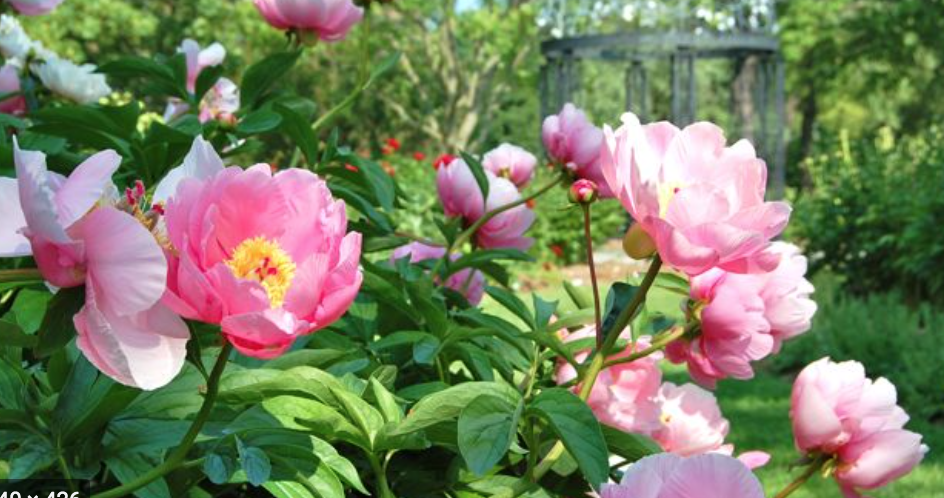 牡丹节!风筝节!美食节!多伦多开启夏季疯玩模式! 牡丹节!风筝节!美食节!多伦多开启夏季疯玩模式!