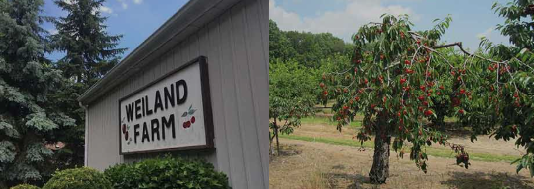 不踩雷！多伦多周边5个谷歌评分4分+的摘樱桃果园：哪家采摘体验感最佳？