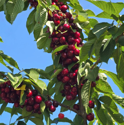 不踩雷！多伦多周边5个谷歌评分4分+的摘樱桃果园：哪家采摘体验感最佳？