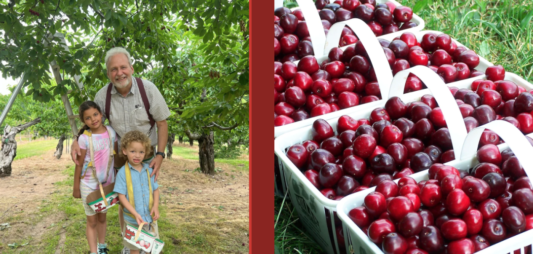 不踩雷！多伦多周边5个谷歌评分4分+的摘樱桃果园：哪家采摘体验感最佳？