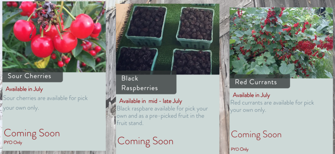 不踩雷！多伦多周边5个谷歌评分4分+的摘樱桃果园：哪家采摘体验感最佳？