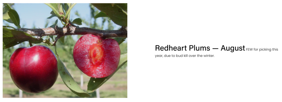 不踩雷！多伦多周边5个谷歌评分4分+的摘樱桃果园：哪家采摘体验感最佳？