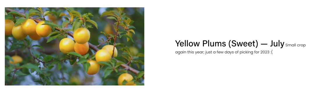 不踩雷！多伦多周边5个谷歌评分4分+的摘樱桃果园：哪家采摘体验感最佳？