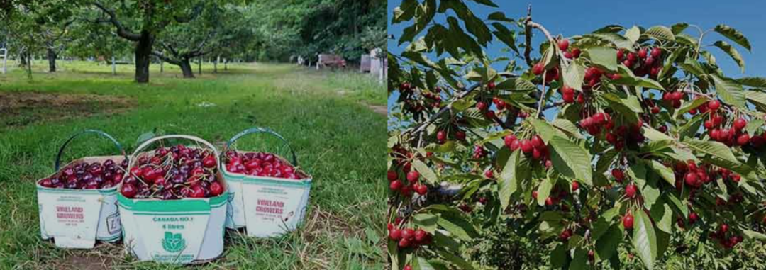 不踩雷！多伦多周边5个谷歌评分4分+的摘樱桃果园：哪家采摘体验感最佳？