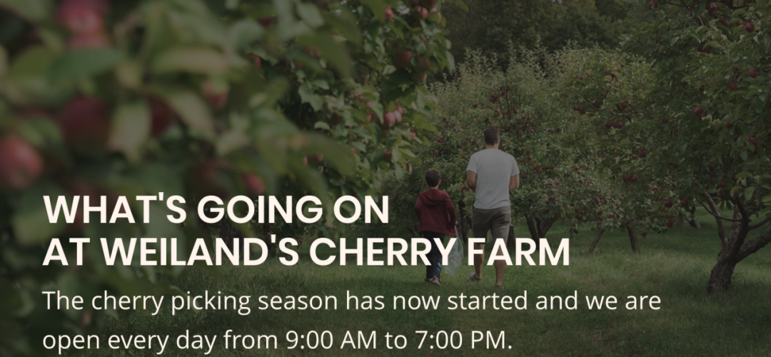 不踩雷！多伦多周边5个谷歌评分4分+的摘樱桃果园：哪家采摘体验感最佳？