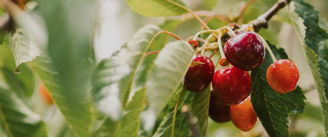 不踩雷！多伦多周边5个谷歌评分4分+的摘樱桃果园：哪家采摘体验感最佳？