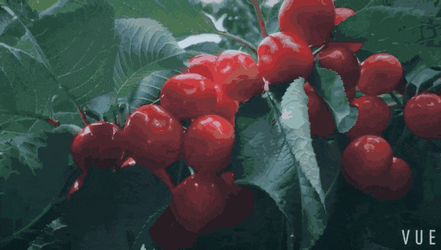 不踩雷！多伦多周边5个谷歌评分4分+的摘樱桃果园：哪家采摘体验感最佳？