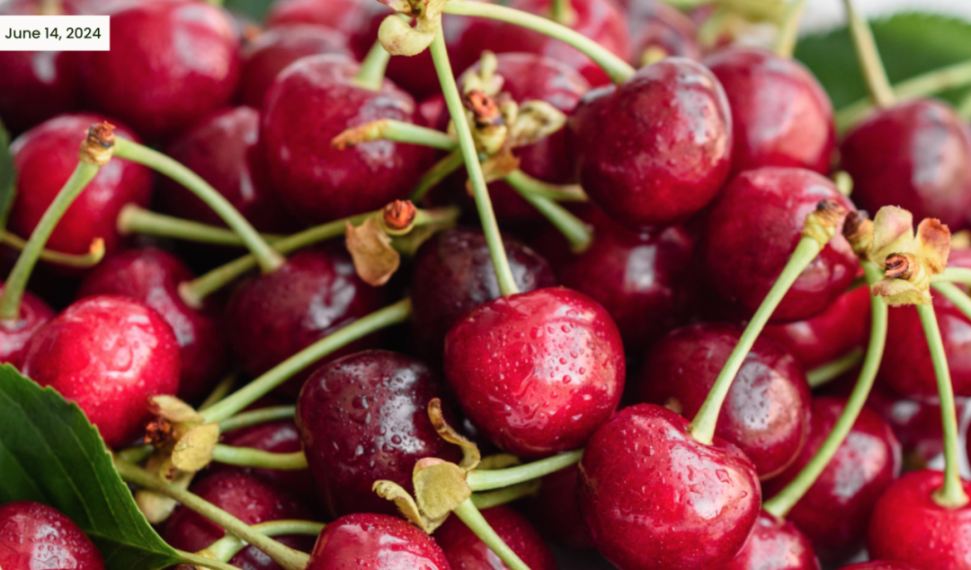 不踩雷！多伦多周边5个谷歌评分4分+的摘樱桃果园：哪家采摘体验感最佳？