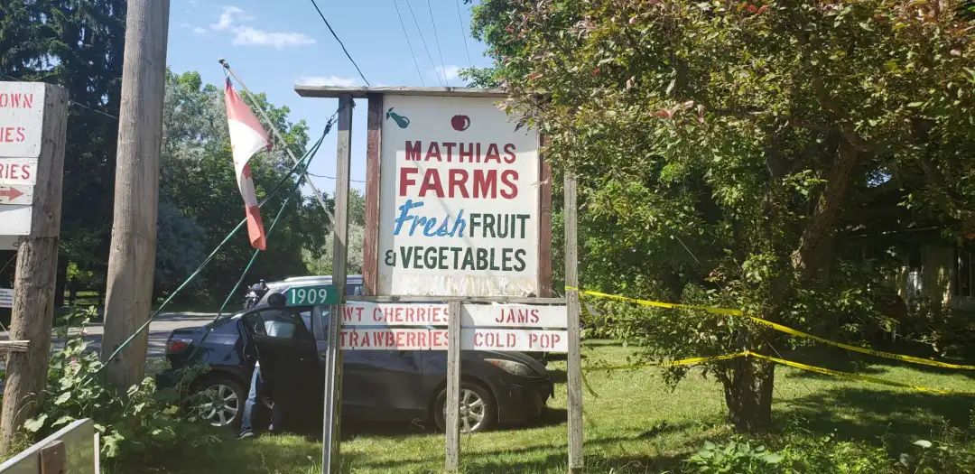 不踩雷！多伦多周边5个谷歌评分4分+的摘樱桃果园：哪家采摘体验感最佳？