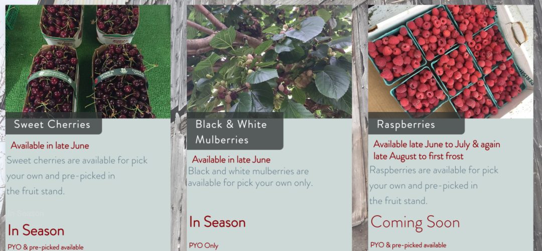 不踩雷！多伦多周边5个谷歌评分4分+的摘樱桃果园：哪家采摘体验感最佳？