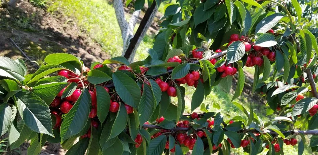 不踩雷！多伦多周边5个谷歌评分4分+的摘樱桃果园：哪家采摘体验感最佳？